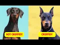 Doberman Ear Cropping Pros Cons