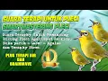 Download Lagu TERAPI PLECI SUPER AMPUH - SMART MASTERING UNTUK PLECI