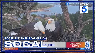 Jackie the beloved Big Bear bald eagle dies