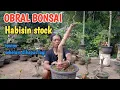 Lagu OBRAL BAHAN BONSAI || HABISIN STOCK || JUAL MURAH