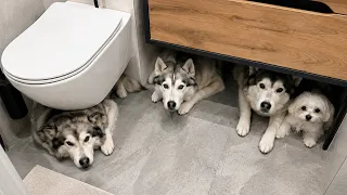 ВЗРЫВЫ РАКЕТ! Собаки прячутся в Туалете / Встреча с Щенком из DogLand