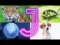 J Animals You Never Knew Existed