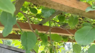 Issai Hardy Self Fruitful Kiwi Actinidia Arguta Loaded Up With Thousands Of Berries 