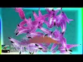 Deep House 2024 WK 1 3