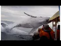Download Lagu Whale jumps out of nowhere during sight seeing tour.(almost hits boat)