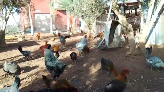 طريقة علمية و عملية لزيادة إنتاج بيض دجاج سلالات 