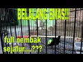 Lagu KONIN GACOR ISIAN BELALANG EMAS ||FUL NEMBAK SEJALUR||SUARA JERNIH COCOK BUAT MASTERAN MUDAH DI TIRU