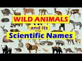 Wild Animals and its Scientific Names Scientific Names of Wild Animals
