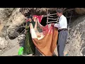 A Stone Shelter Inside Mountain | An Elderly Couple’s Struggle to Survive in Wild