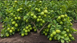 🍋How to Grow Hundreds of Lemon Trees From Just One Branch!