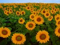You're The One by Carpenters...with Lyrics