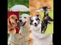 Dog Breeding Cycle - Menstrual Cycle Pregnancy and Labor