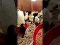 Download Lagu Hari 1 golden permud #farming #ayam #chicken