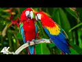 Download Lagu Macaw Parrots 4K - Relaxing Music With Colorful Birds In The Rainforest