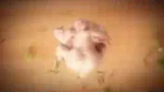اغنية ورقص دجاجة هلي دندندندن هلي دندندن ههههههه   دندنها