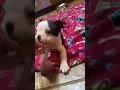 Male Boston Terrier puppy in SC