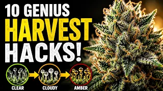 10 Genius TIPS and HACKS to Tell if your PLANT is READY for HARVEST