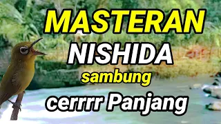 masteran pleci nishida sambung cerrr dan sambung tiiir prenjak betina masteran pleci g12