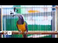 Download Lagu Cucak Cungkok Gacor Bawakan Suara Asli Hutan Dengan Istimewa Cocok Sekali Untuk Isian Burung Bosku