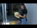 Univ of Iowa wrestler and Hawaii native holds donation drives to help fire victims