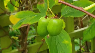Growing Picking And Tasting Issai Kiwi Berries 