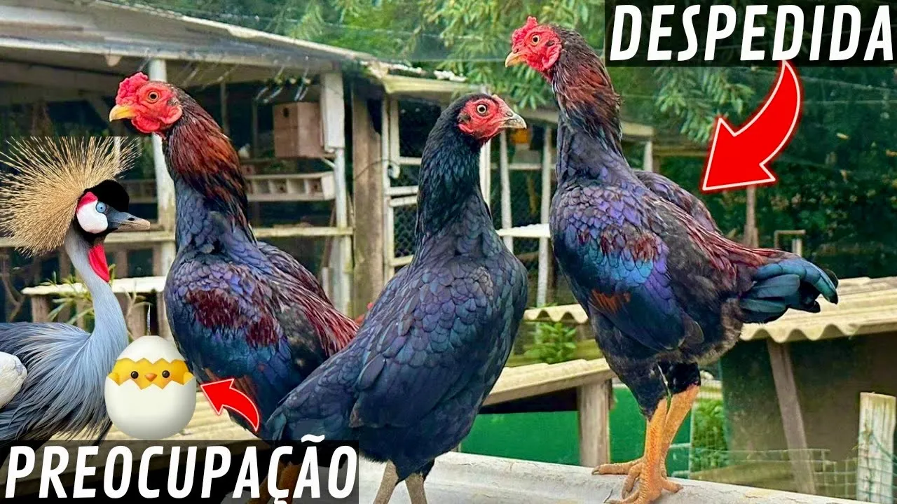 Preocupação ovo de Grou  Coroado | DESPEDIDA  | Aves Recriar