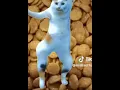 Download Lagu Syik syak syok Cat #cat #shorts #catvideos #catshorts Credit:Idk