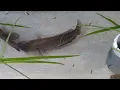 Download Lagu Pertarungan sesama Ikan Sepat.