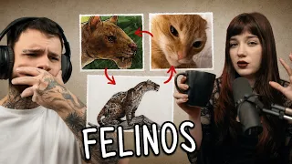 A Evolução dos Felinos: Como Surgiram os Gatos? (pspspsps) - React Universo em Cores