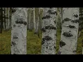 Hulunbuir series Episode 6 Asian White Birch