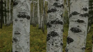 Hulunbuir series Episode 6 Asian White Birch