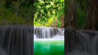 ساعتان من اصوات الغابه خرير المياه وزقزقة العصافير Forest Birds And Water Sounds  ساعتان من اصوات الغابه خرير المياه وزقزقة العصافير Forest Birds And Water Sounds