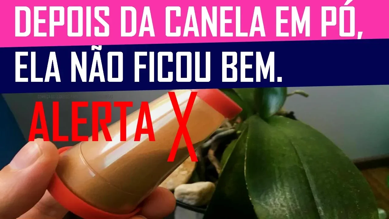 EFEITO DA CANELA EM PÓ NAS RAÍZES DAS ORQUÍDEAS E REPLANTE EM VASO DE VIDRO