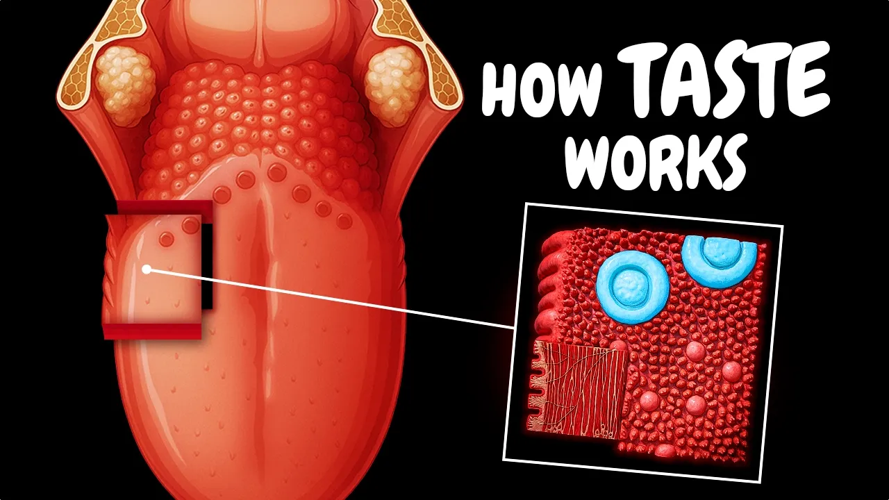 Gustatory Organ | How Taste Works (Special Senses)