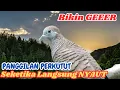 Download Lagu Perkutut Lokal Gacor di Alam Persawahan Full Natural Bikin Nagih