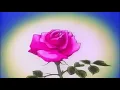 Download Lagu wale \u0026 miguel - lotus flower bomb (slowed + reverb)