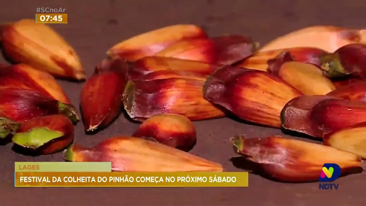 1º festival da colheita do pinhão começa no próximo sábado em Lages