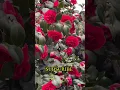 Download Lagu Beautiful Red Camellia Flower
