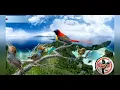 Download Lagu Masteran Prenjak Betina Tirr Panjang Vs Kolibri || prenjak betina || kolibri isian mewah