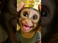 Download Lagu When the Baby Monkey Gets a Crown and Can't Stop Laughing! 👑🐒😂