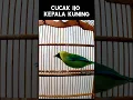 Download Lagu Cucak Hijau Kepala Kuning Gacor #cucakijokepalakuning #kicaumania #cucakranting