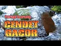 Download Lagu MASTERAN CENDET dengan suara air cepat respon nyaut gacor, terapi burung