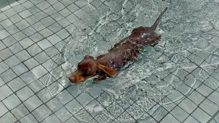 On Holiday with 3 Dachshunds Swimming with the Dachshunds