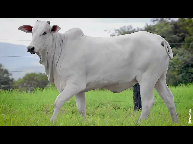 Novilha Nelore GNRN - 45