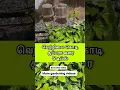 Download Lagu வெற்றிலை கொடி சூப்பரா வளர 5 டிப்ஸ்  | #shortsfeed #shorts #shortssong #betelvine