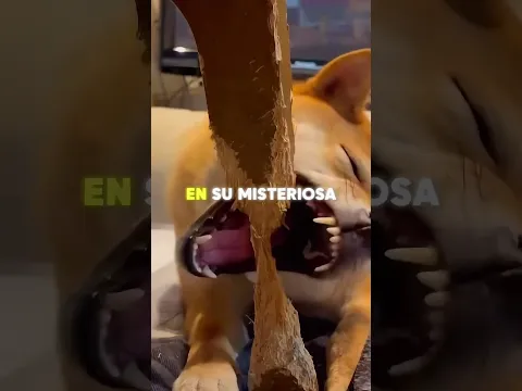 Pasó 6 meses trabajando en secreto… y el resultado fue inesperado 😳🐕