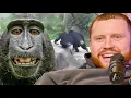 SIDEMEN REACT TO THE INTERNETS FUNNIEST S
