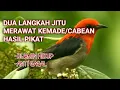 Download Lagu Cara merawat burung kemade/cabean/baret merah hasil pikat alam liar MP3
