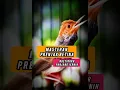 Download Lagu Masteran prenjak betina ngetirrr panjang