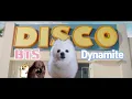 BTS Dynamite Dog cover Gabe the dog remix YEONTAN S BAND